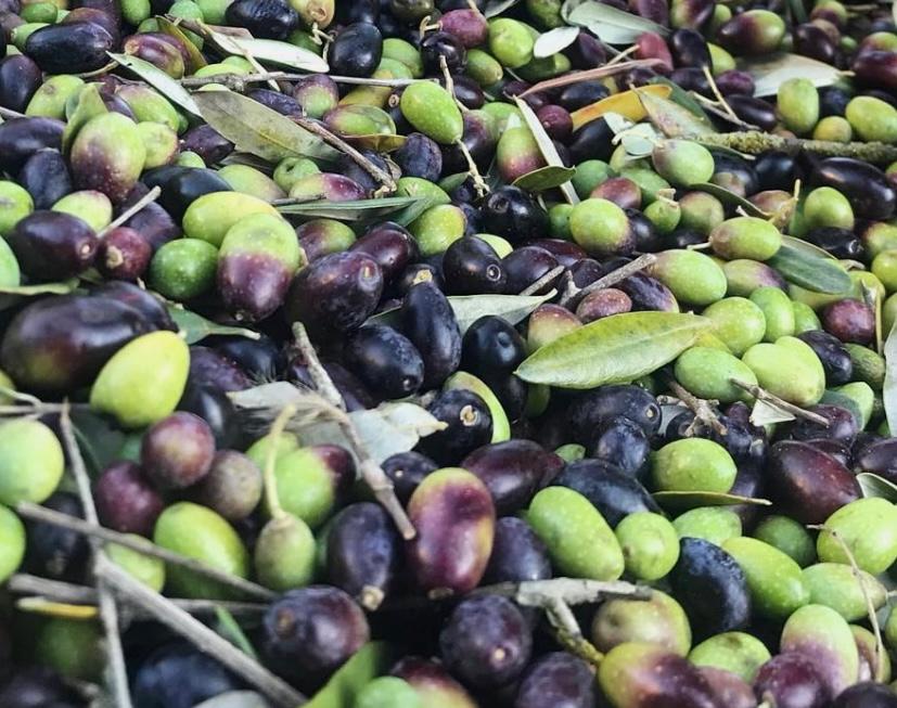 immagine di olive per produzione olio evo